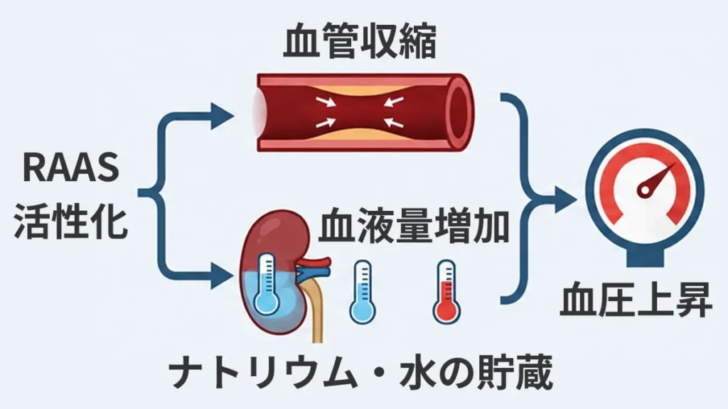 血圧上昇のメカニズム