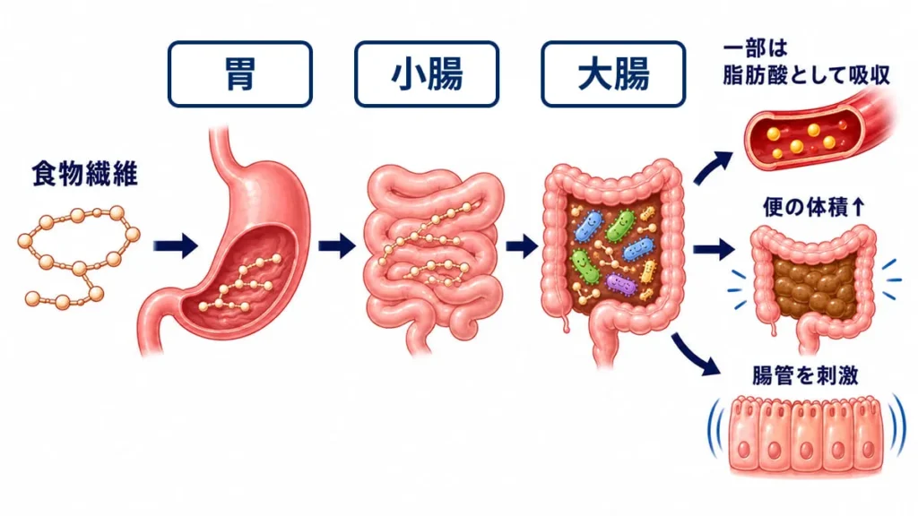 炭水化物における「食物繊維」の生理作用の解説図