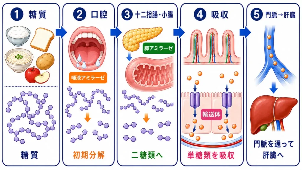 糖質の消化・吸収メカニズムの解説図