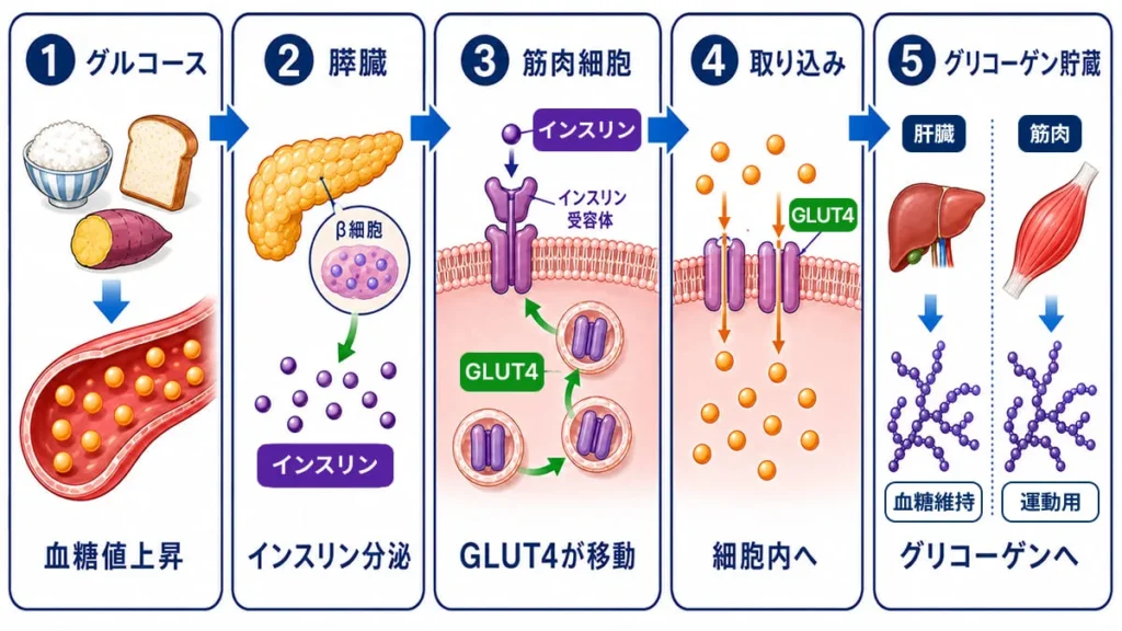 グリコーゲン貯蔵メカニズムの解説図