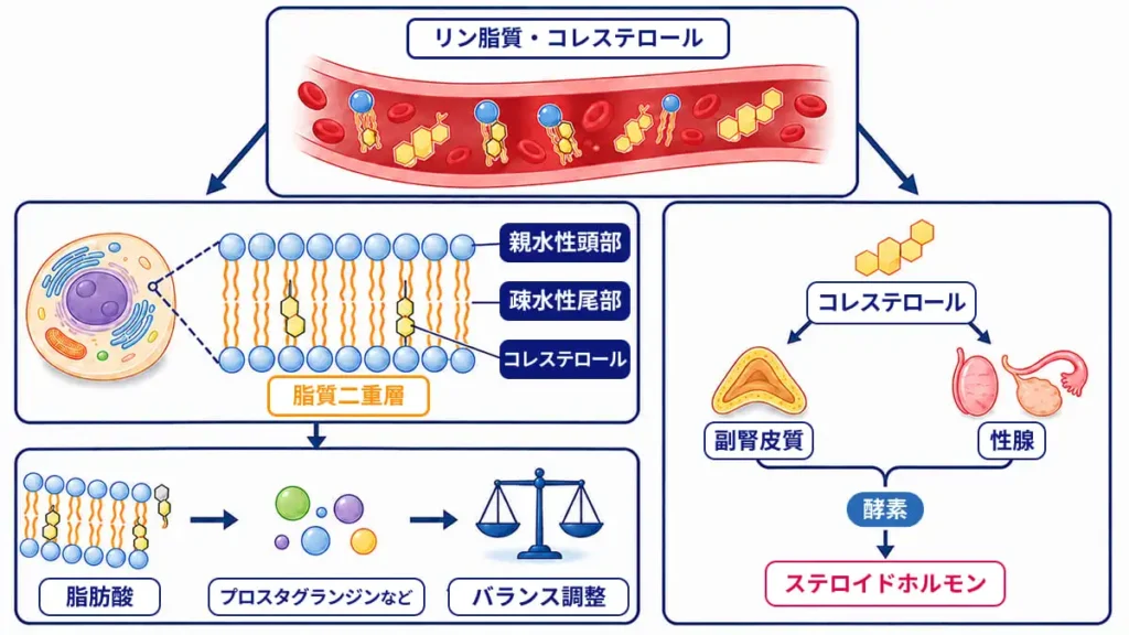 細胞膜およびホルモン生成メカニズム の解説図