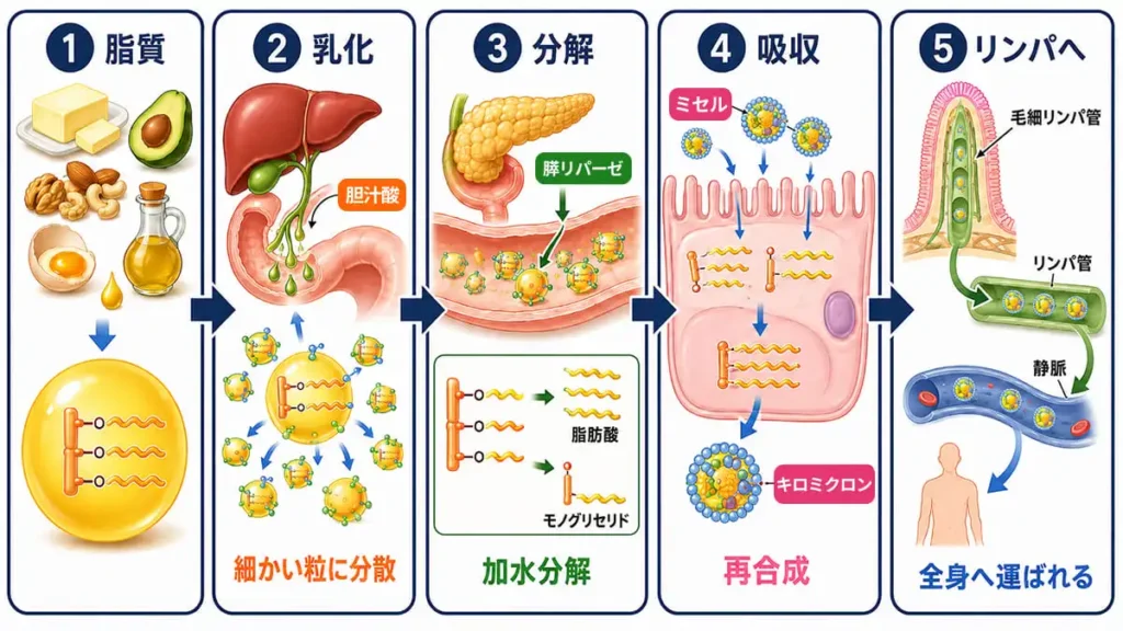 脂質の消化・吸収メカニズムの解説図