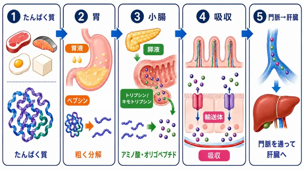 たんぱく質の消化と吸収メカニズムの解説図