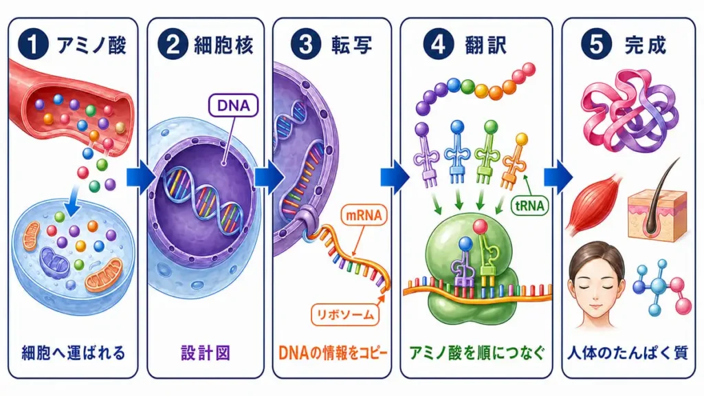 たんぱく質の再合成メカニズムの解説図