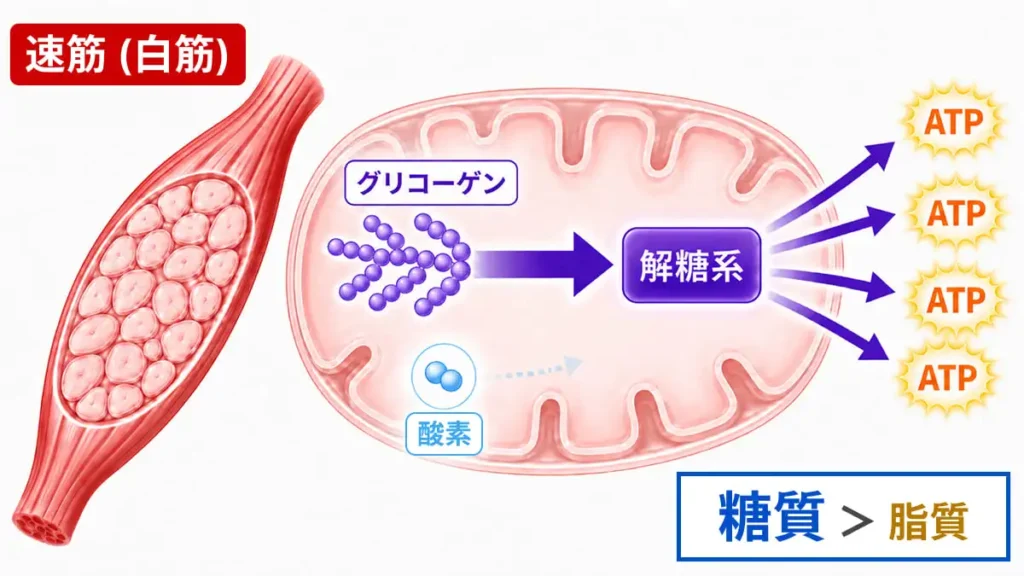 クロスオーバー概念の高強度活動における「糖質優位」の代謝システム