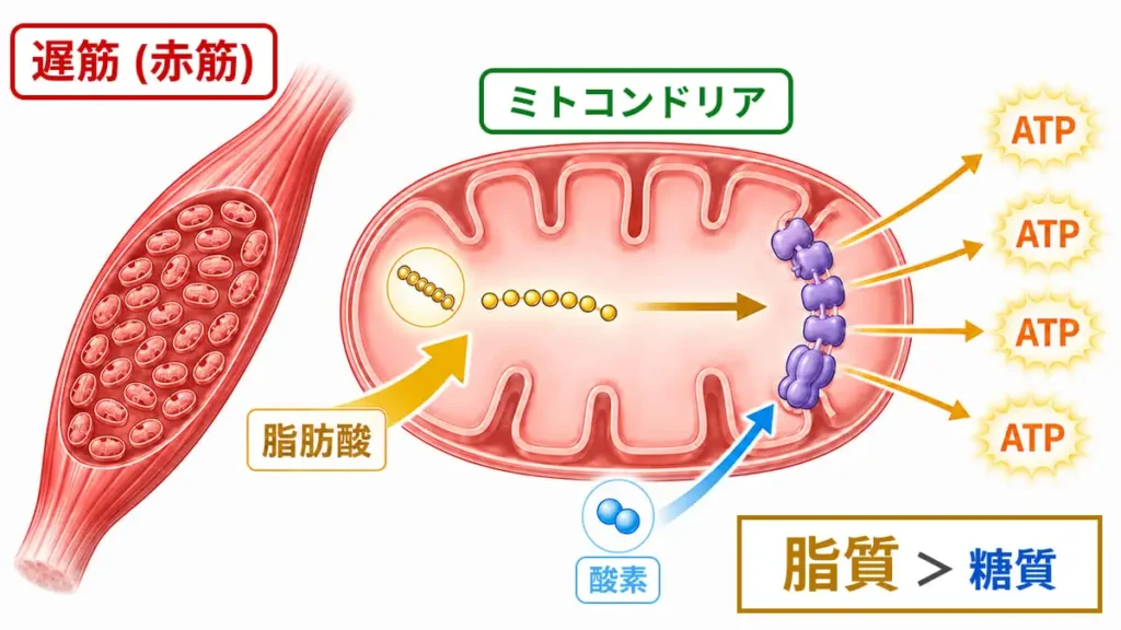 クロスオーバー概念の低強度活動における「脂質優位」の代謝システム