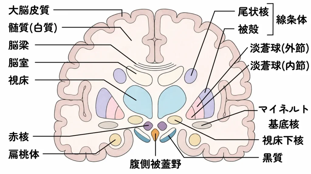 大脳基底核の解説図