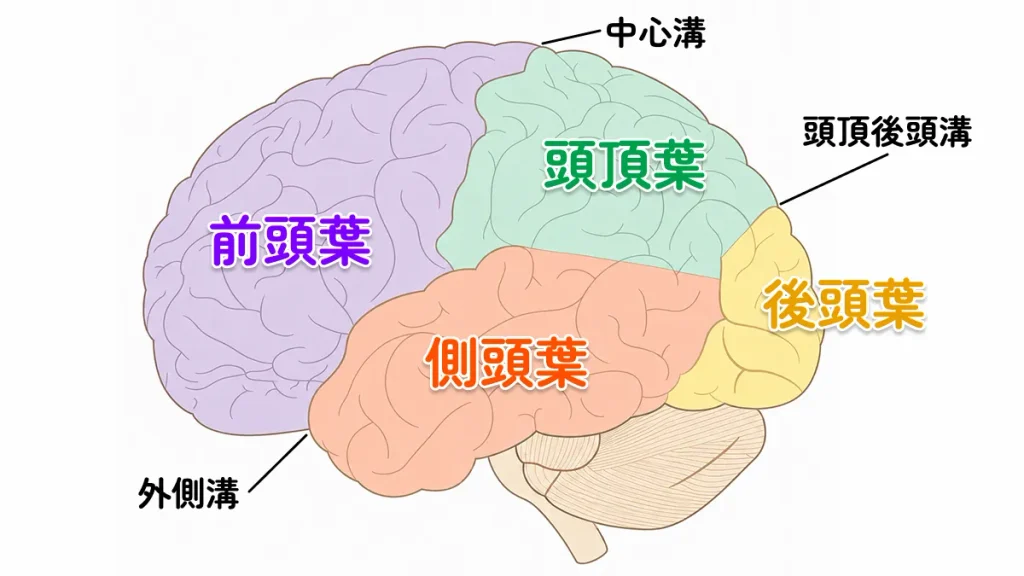 大脳皮質の解説図