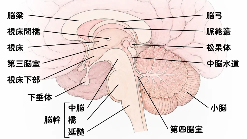 間脳の解説図