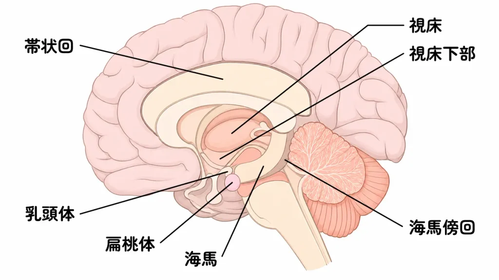 大脳辺縁系の解説図