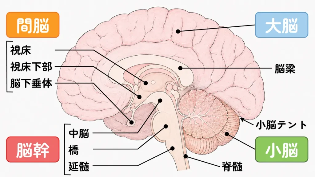 脳における「大脳」「間脳」「小脳」「脳幹」の4つの異なる領域