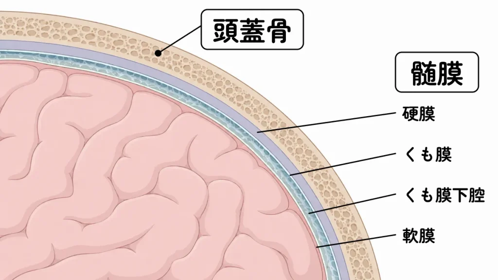 脳の保護構造(頭蓋骨・髄膜)の解説図