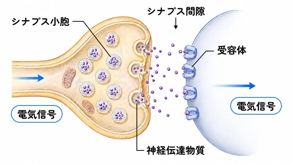 シナプスにおける情報伝達の解説図